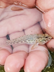 Bathygobius antilliensis