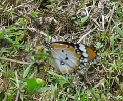 Danaus chrysippus chrysippus