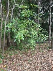 Laurus nobilis