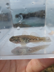 Bathygobius antilliensis