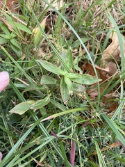 Diodia virginiana