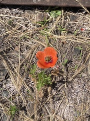 Papaver rhoeas