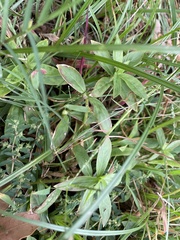 Diodia virginiana