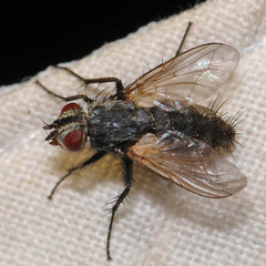 Zeuxia cinerea