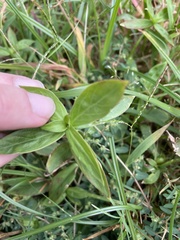Diodia virginiana
