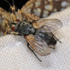Zeuxia cinerea