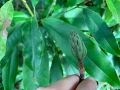 Magnolia