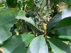 Magnolia
