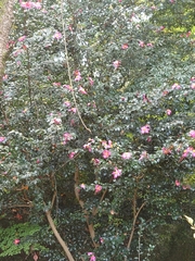 Camellia sasanqua