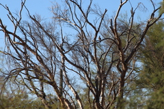 Fouquieria macdougalii