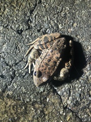 Rana draytonii