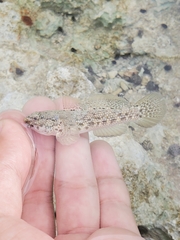 Bathygobius antilliensis