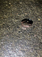 Rana draytonii