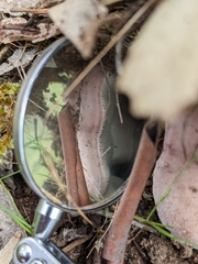 Leucopaxillus lilacinus