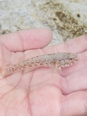 Bathygobius antilliensis