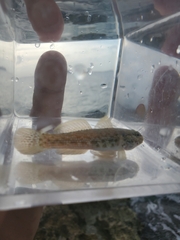 Bathygobius antilliensis