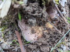 Leucopaxillus lilacinus