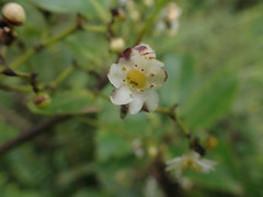 Ilex anomala