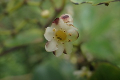 Ilex anomala