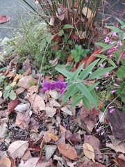 Salvia leucantha