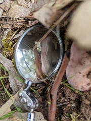 Leucopaxillus lilacinus