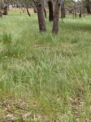Leucopaxillus lilacinus