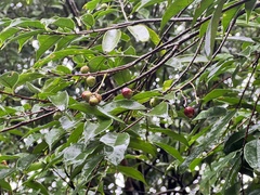 Prunus phaeosticta