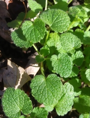 Lamium