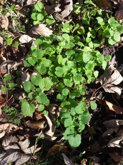 Lamium