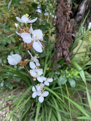 Libertia