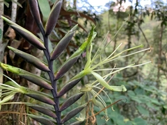 Pseudalcantarea viridiflora