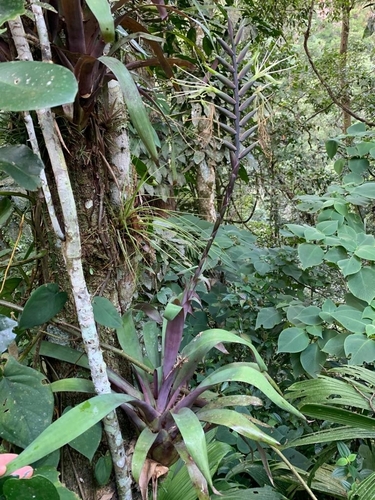 Pseudalcantarea viridiflora, photograph 3