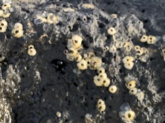 Hexanauplia