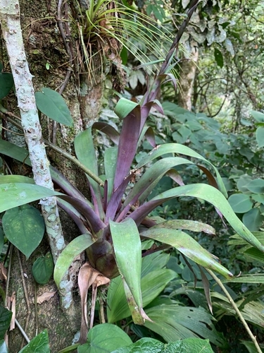 Pseudalcantarea viridiflora, photograph 4