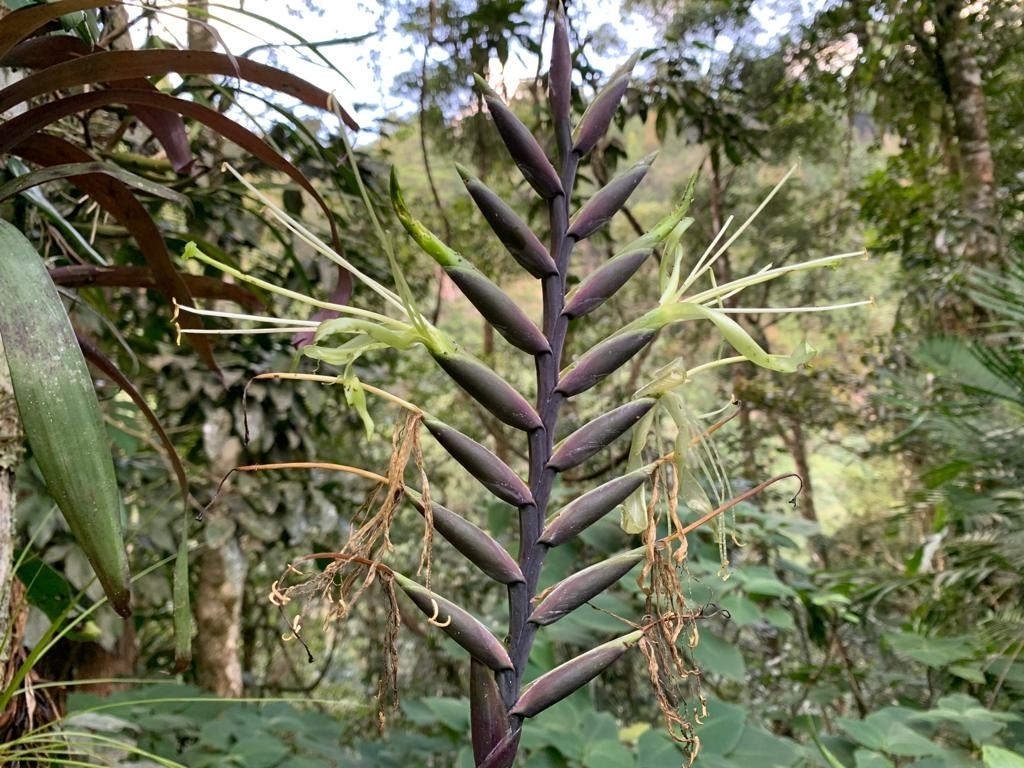 Pseudalcantarea