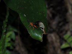 Theronia