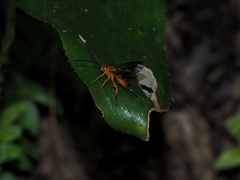 Theronia