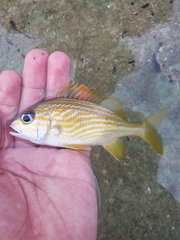 Haemulon flavolineatum