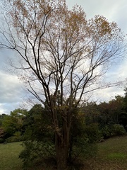 Zelkova serrata