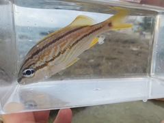 Haemulon flavolineatum