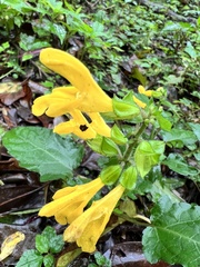 Salvia nipponica