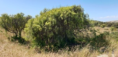 Santalum acuminatum