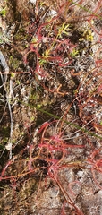 Drosera binata