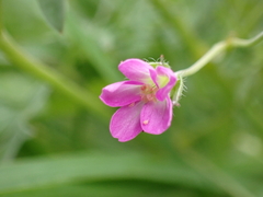 Geranium retrorsum