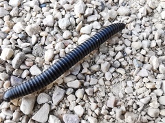 Ommatoiulus sabulosus aimatopodus