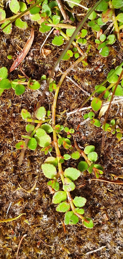 creeping raspwort from Great Barrier Island / Aotea 0991, New Zealand ...