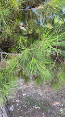 Pinus halepensis