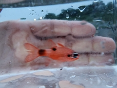 Apogon maculatus