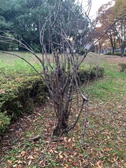 Chimonanthus praecox