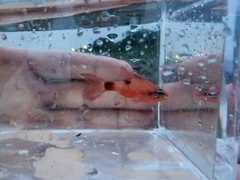 Apogon maculatus